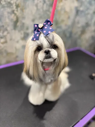 DOGoń ogon - salon pielęgnacji psów